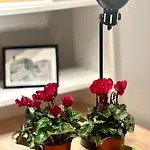 Natural Red Passion In Downtown Apartmán