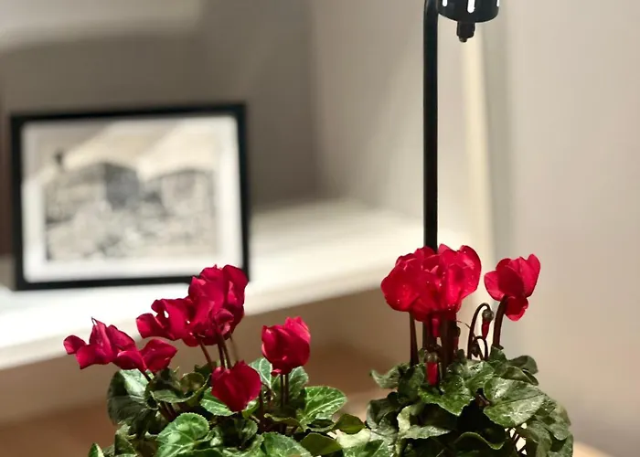 Natural Red Passion In Downtown 公寓